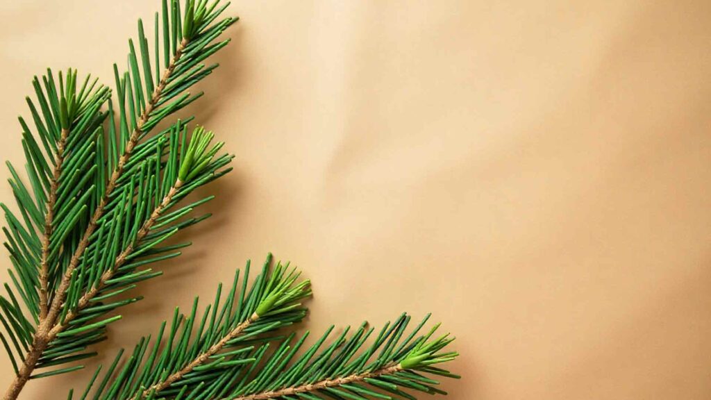Christmas Simple Pine Branch Wallpaper