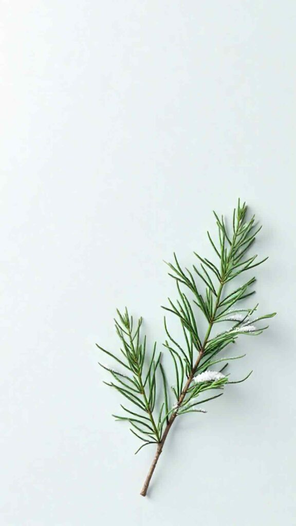 Corner Pine Branch Composition Background